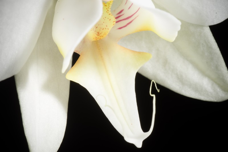 Phalaenopsis formosana photo 3
