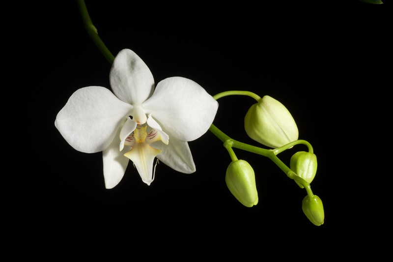 Phalaenopsis formosana photo 4