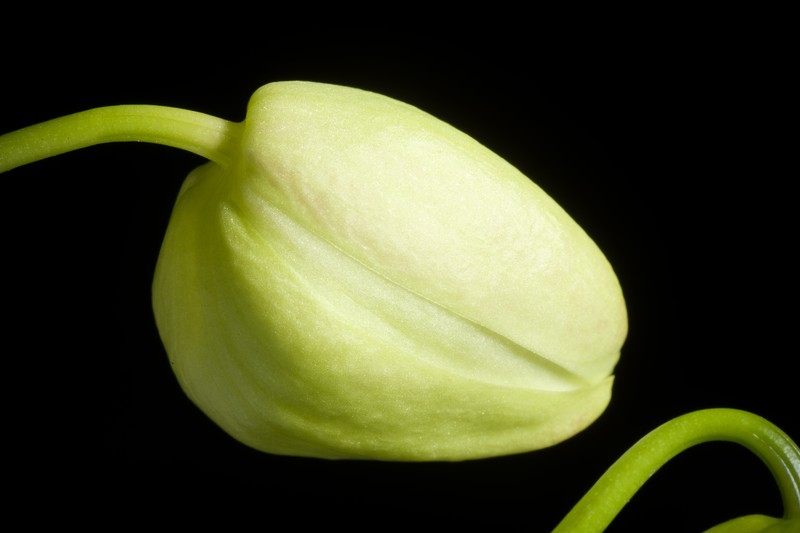 Phalaenopsis formosana photo 5