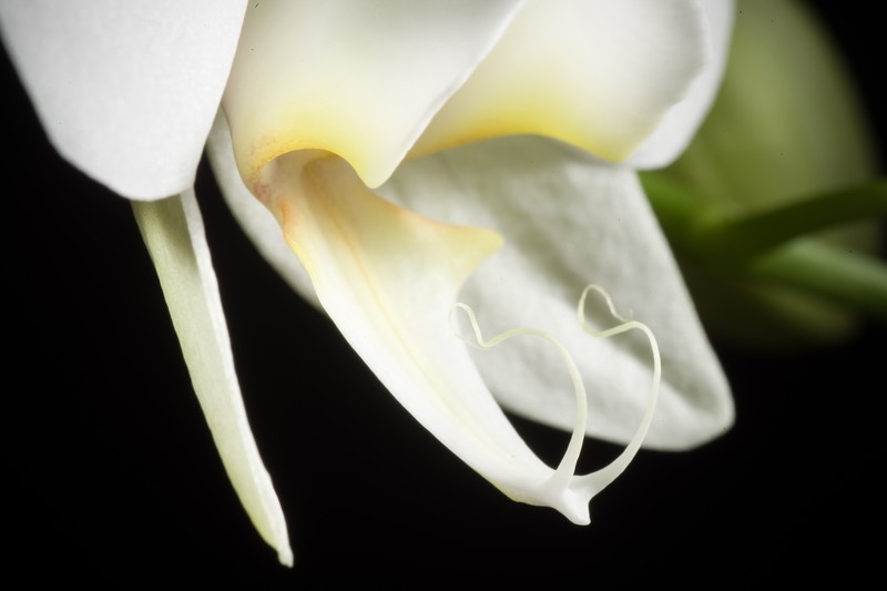 Phalaenopsis formosana photo 6