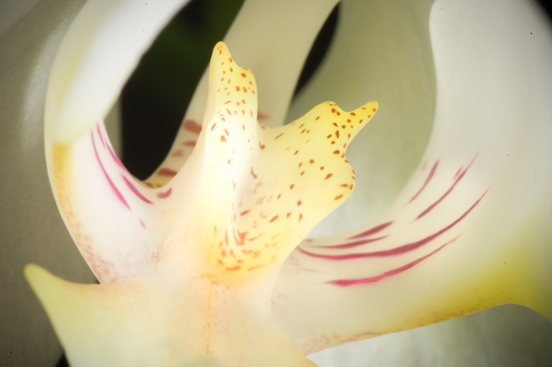 Phalaenopsis formosana photo 7