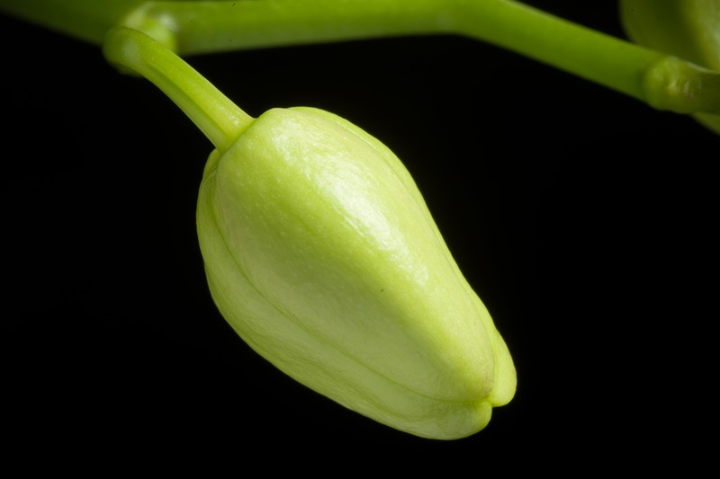 Phalaenopsis formosana photo 8