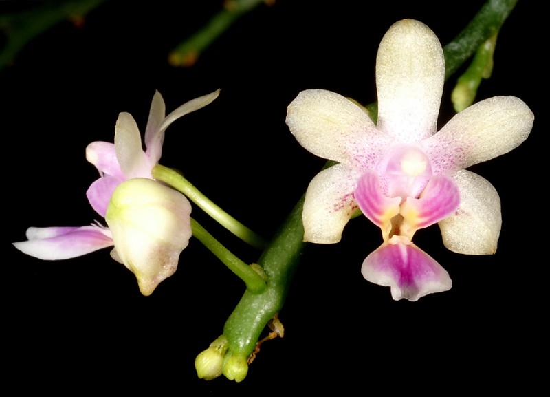 Phalaenopsis hookeriana