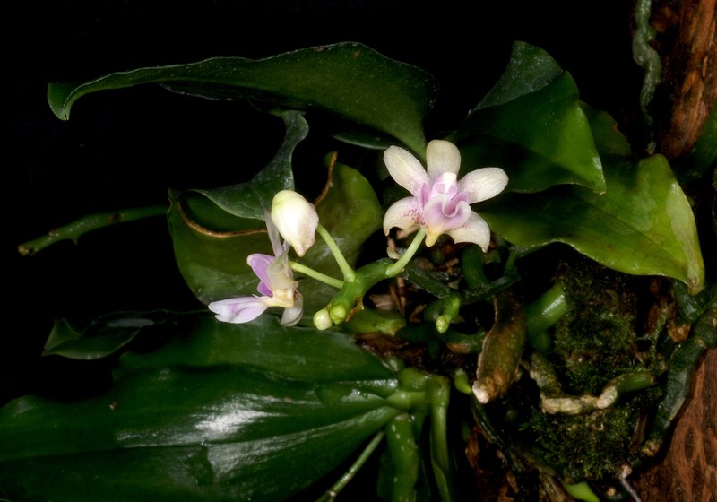 Phalaenopsis hookeriana photo 2