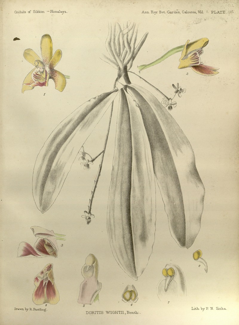 Phalaenopsis hookeriana photo 3
