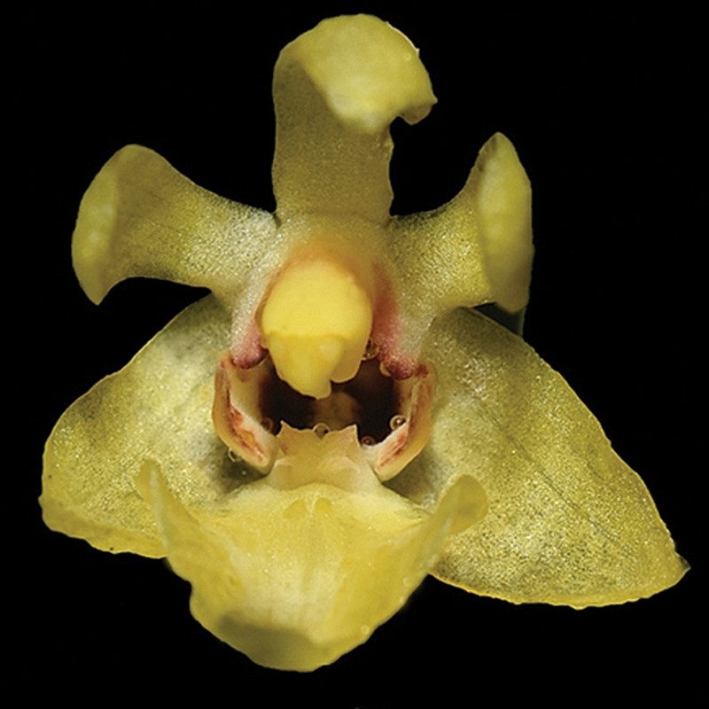 Phalaenopsis medogensis