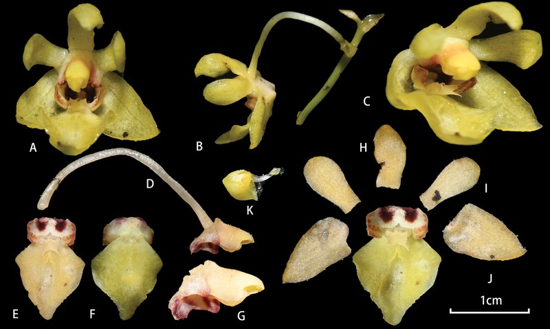 Phalaenopsis medogensis photo 2