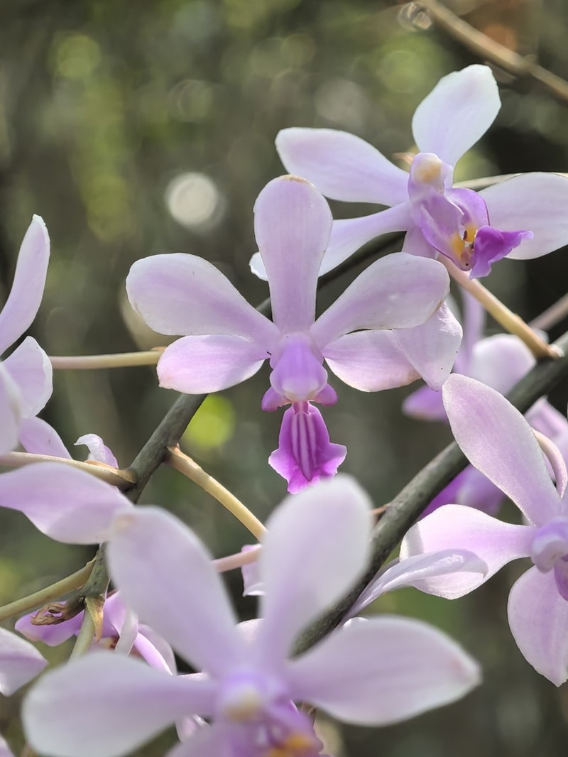 Phalaenopsis zhanhuoana photo 2