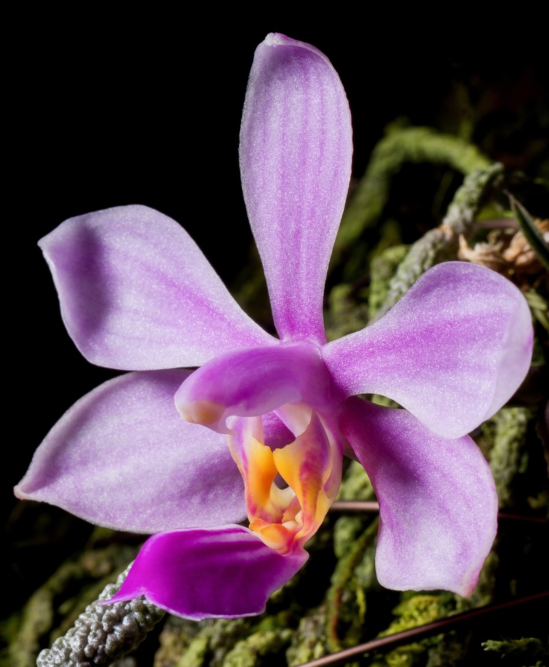 Phalaenopsis zhanhuoana photo 3
