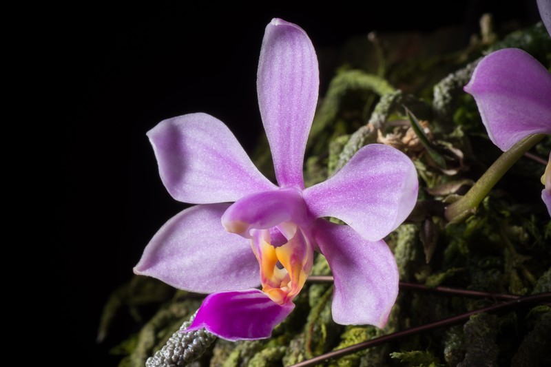 Phalaenopsis zhanhuoana photo 4