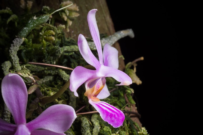Phalaenopsis zhanhuoana photo 5