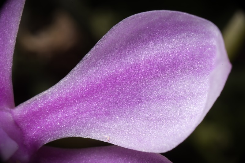 Phalaenopsis zhanhuoana photo 6