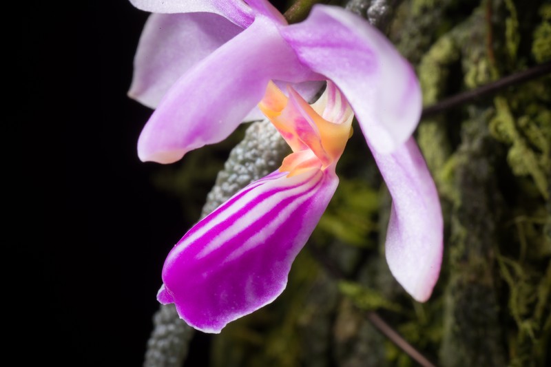 Phalaenopsis zhanhuoana photo 7