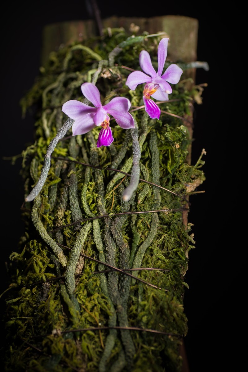 Phalaenopsis zhanhuoana photo 8
