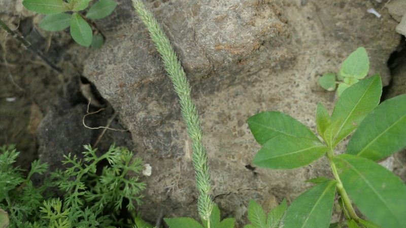 Timothy Canarygrass photo 2