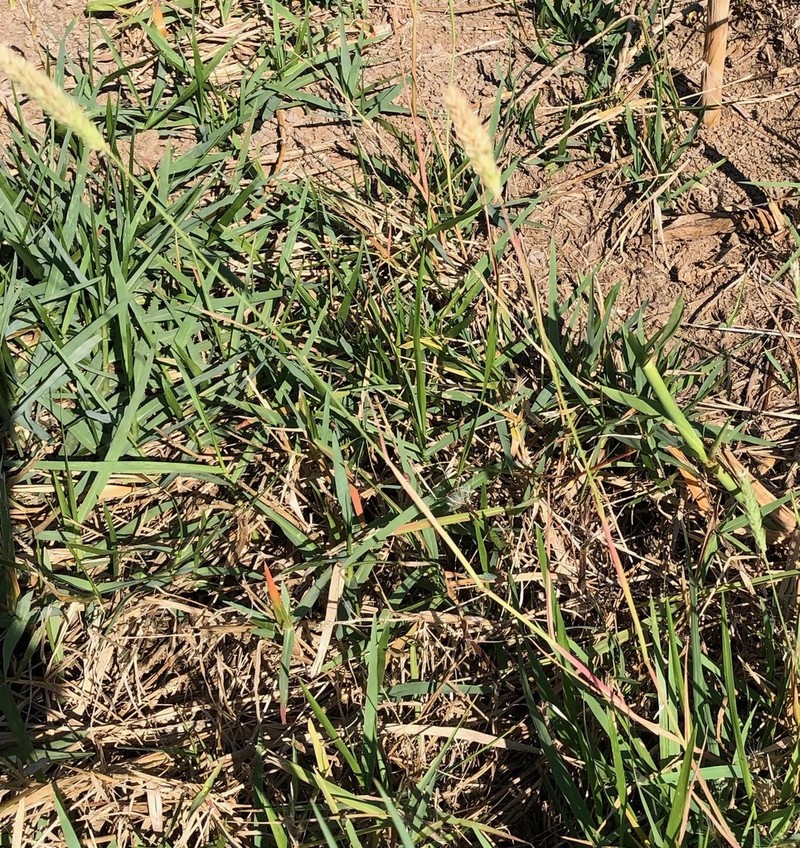 Timothy Canarygrass photo 3