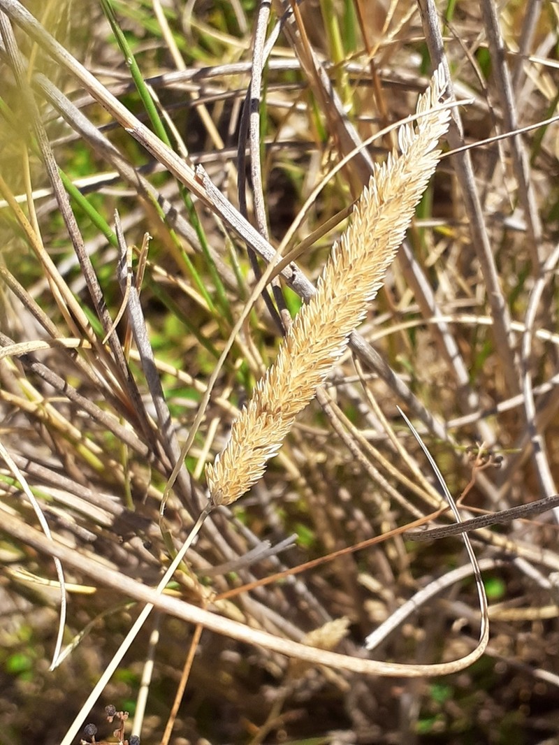 Timothy Canarygrass photo 4