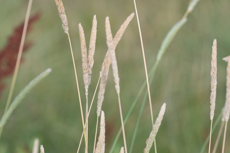 Timothy Canarygrass photo 5
