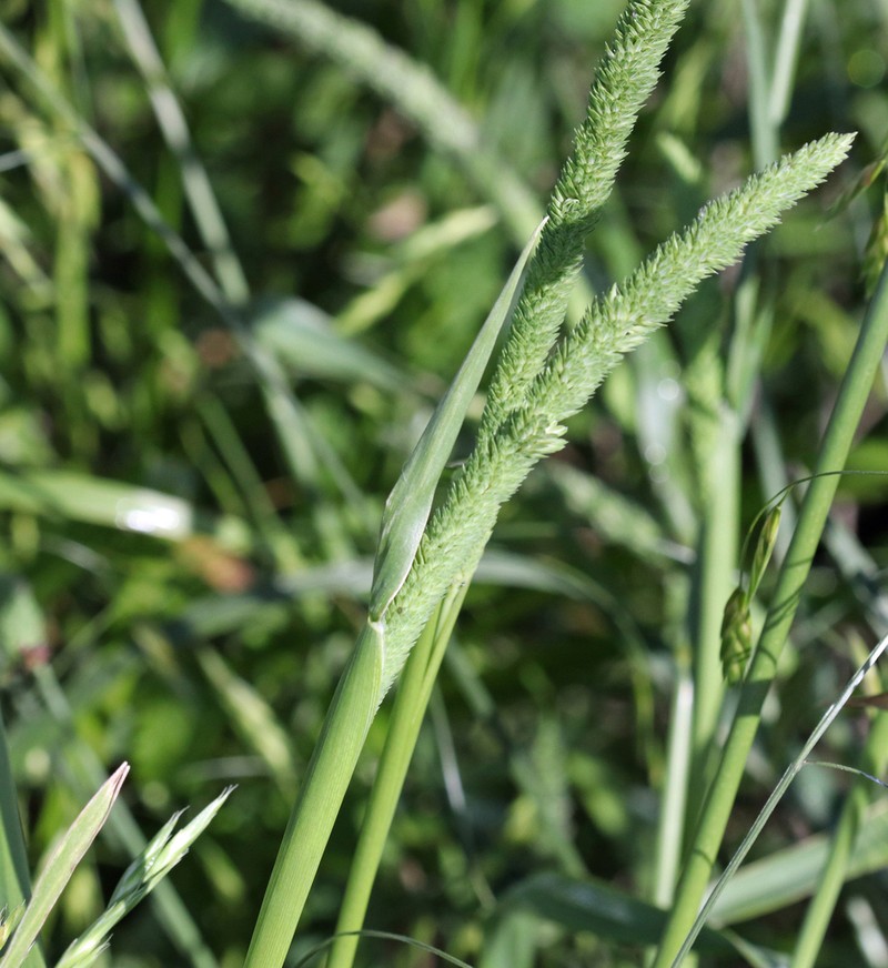 Timothy Canarygrass photo 6