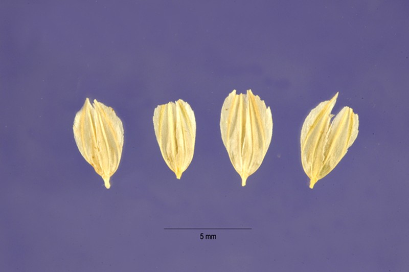Bulbous Canarygrass photo 4
