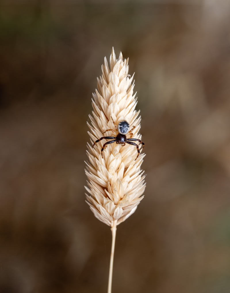Bulbous Canarygrass photo 3