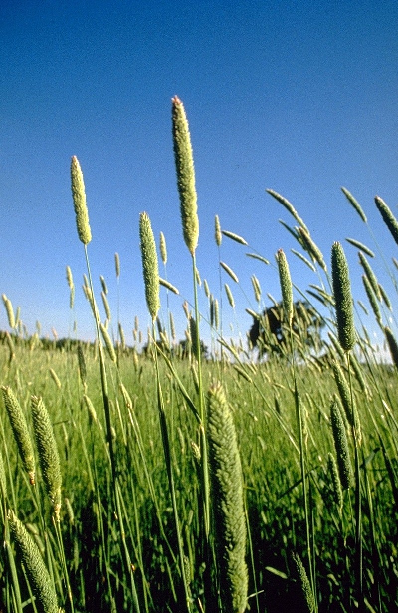Bulbous Canarygrass