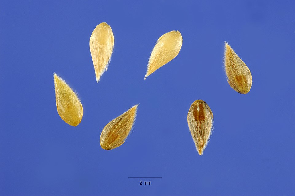 Bulbous Canarygrass photo 5