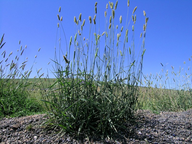 Bulbous Canarygrass photo 6