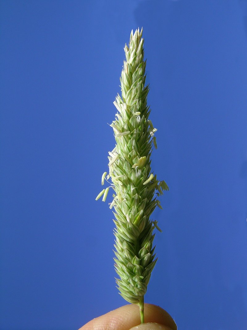 Bulbous Canarygrass photo 7