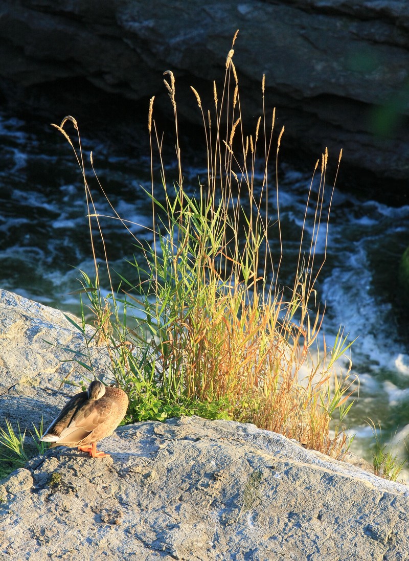 Reed Canarygrass photo 2