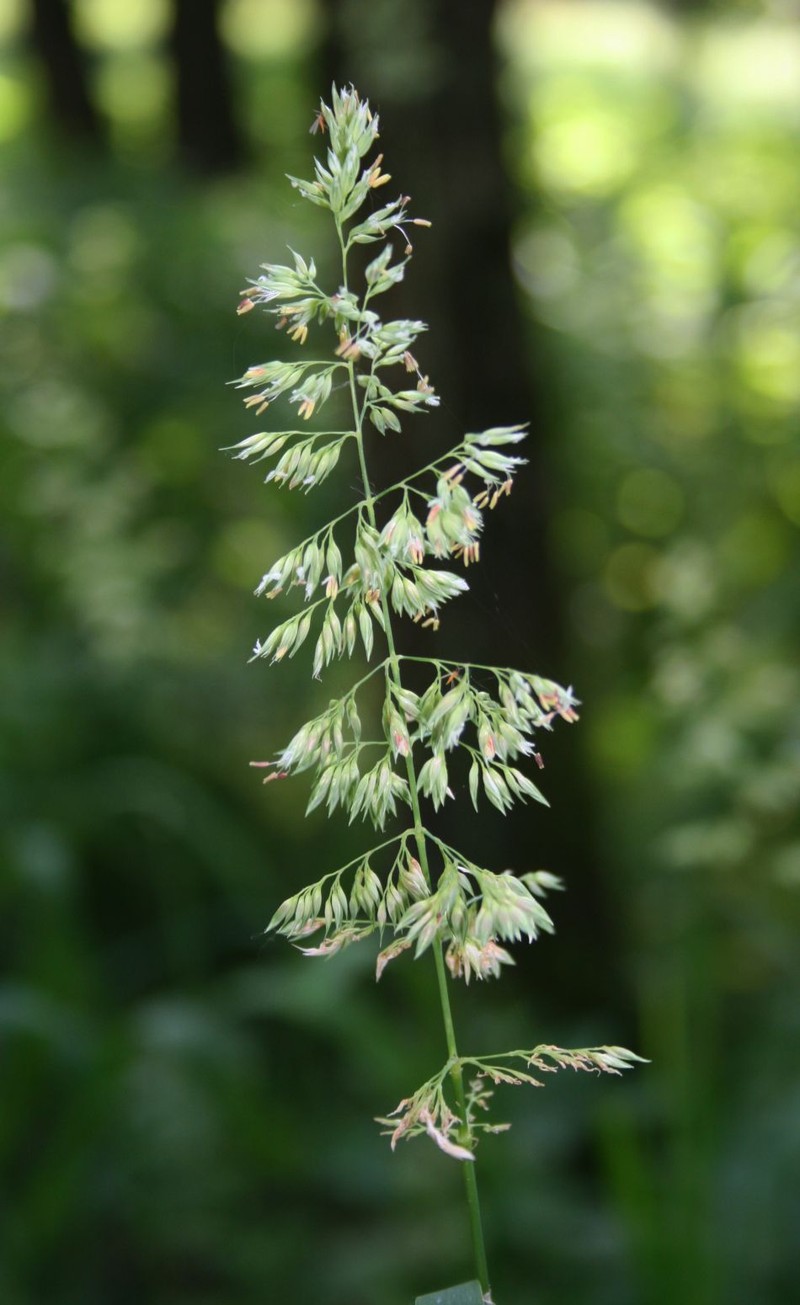 Reed Canarygrass