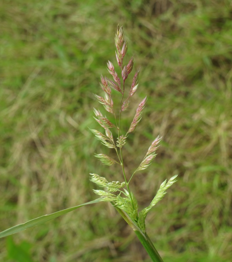 Reed Canarygrass photo 3
