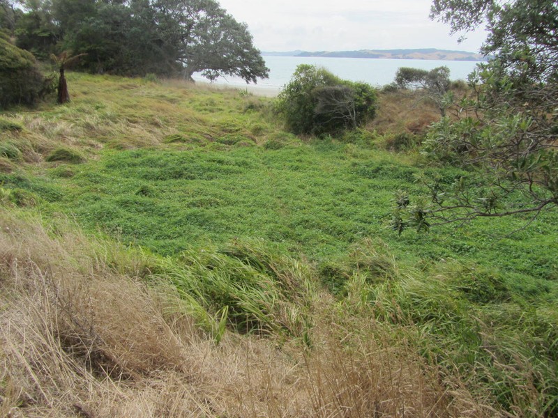 Reed Canarygrass photo 4