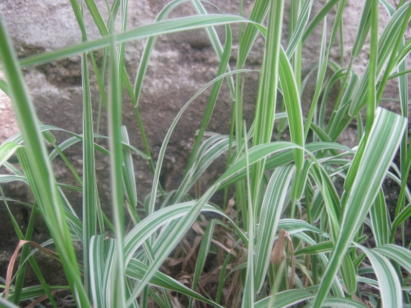 Reed Canarygrass photo 3
