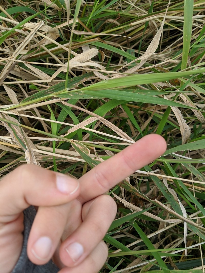 Reed Canarygrass photo 4