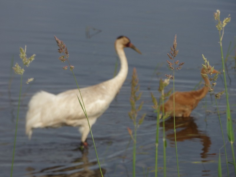 Reed Canarygrass photo 5