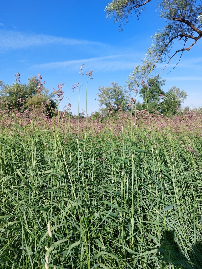 Reed Canarygrass photo 6