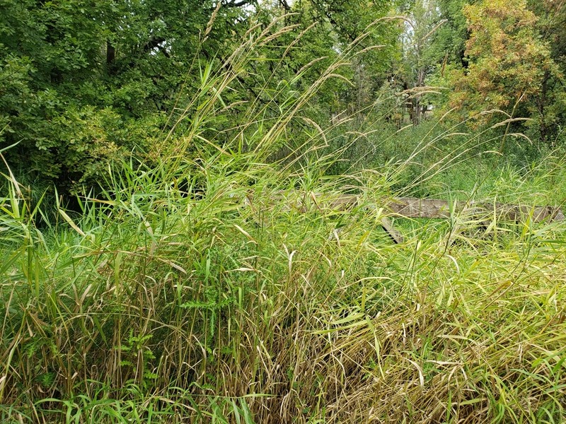 Reed Canarygrass photo 7