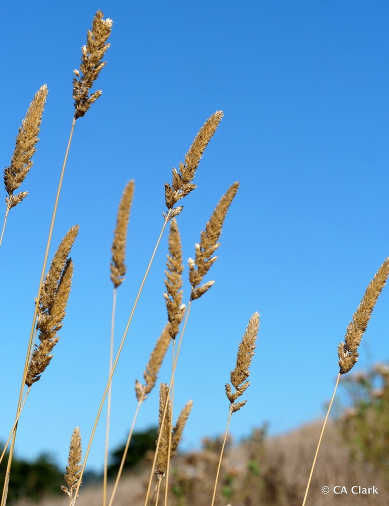Reed Canarygrass photo 8
