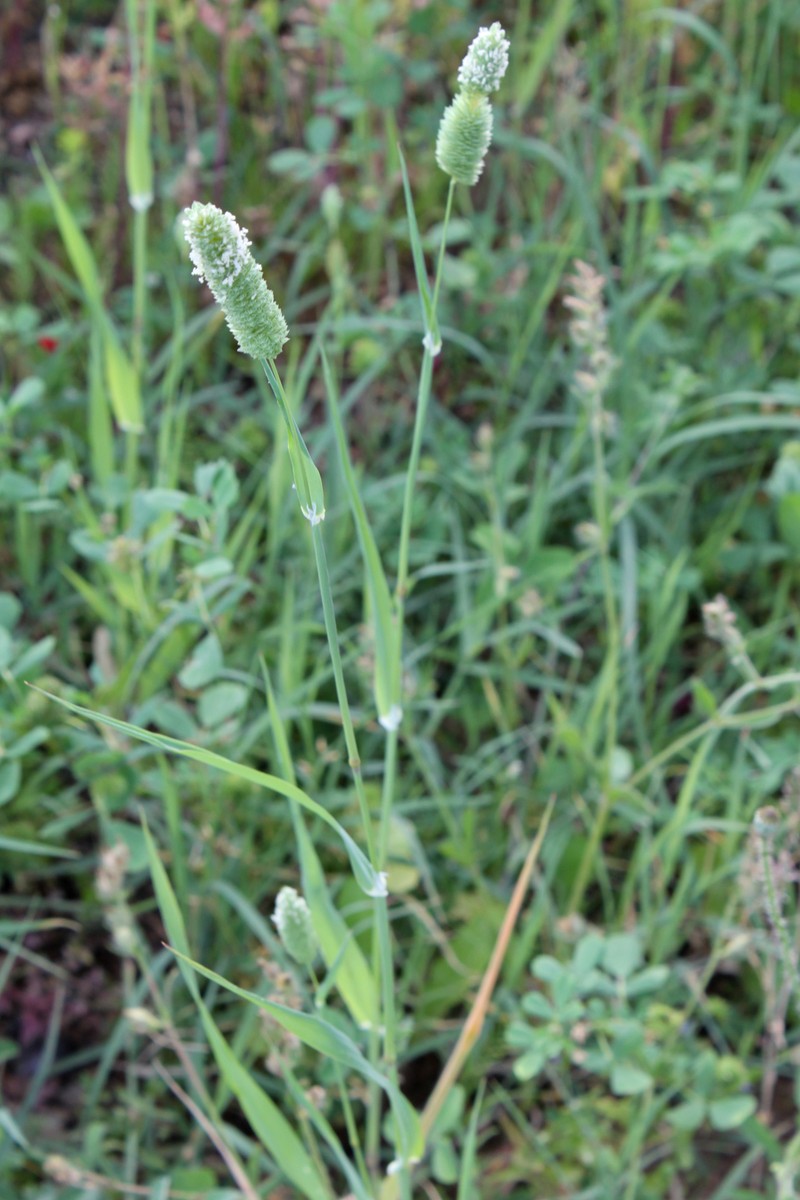Shortspike Canarygrass photo 2