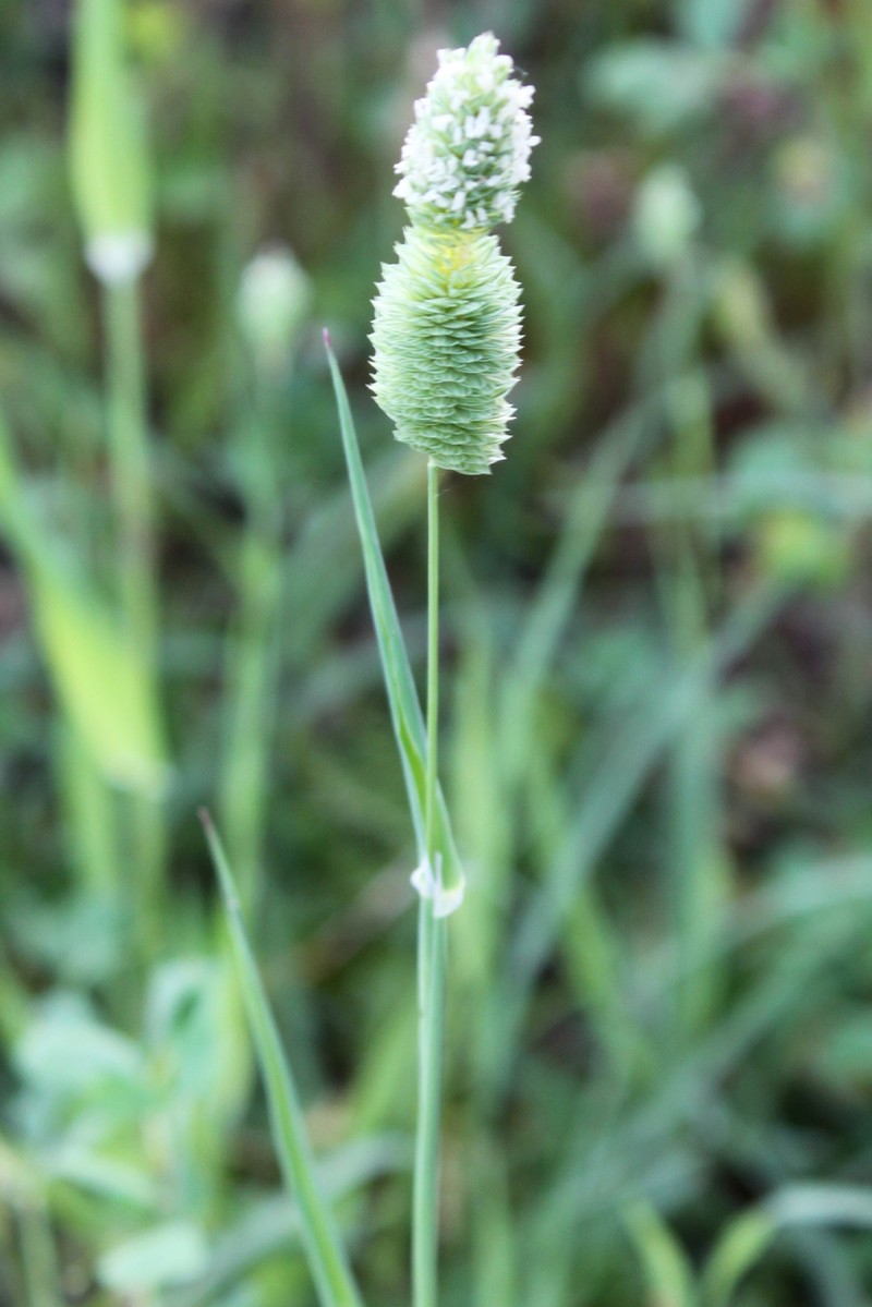 Shortspike Canarygrass photo 3