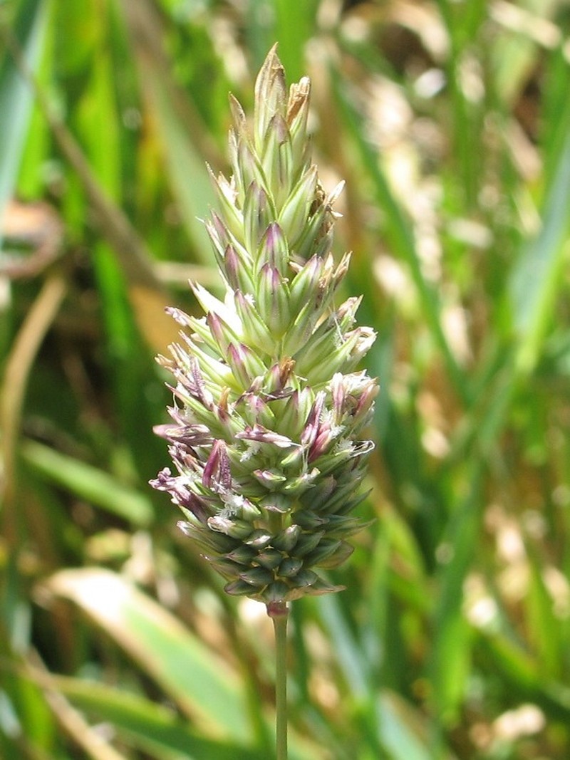 California Canarygrass