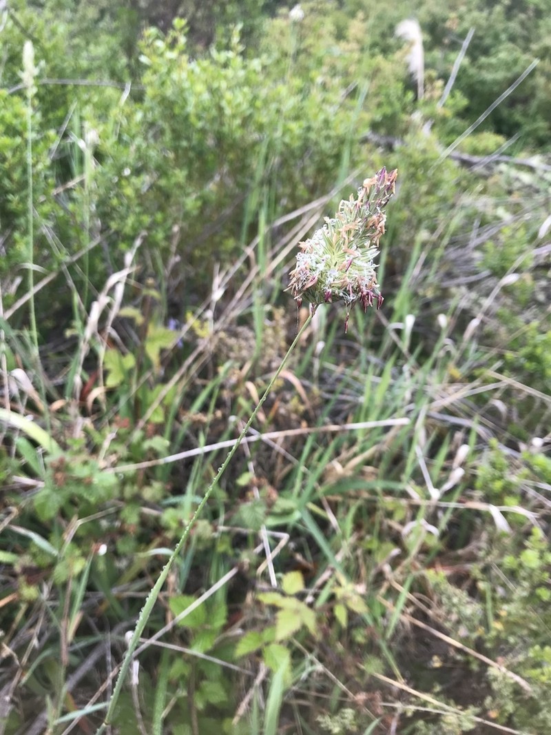 California Canarygrass photo 2