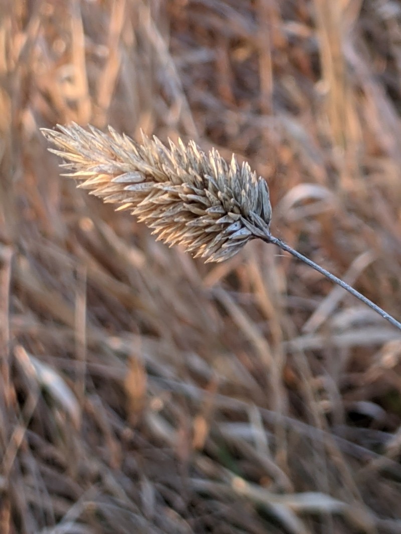 California Canarygrass photo 3