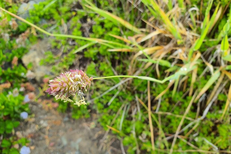 California Canarygrass photo 4
