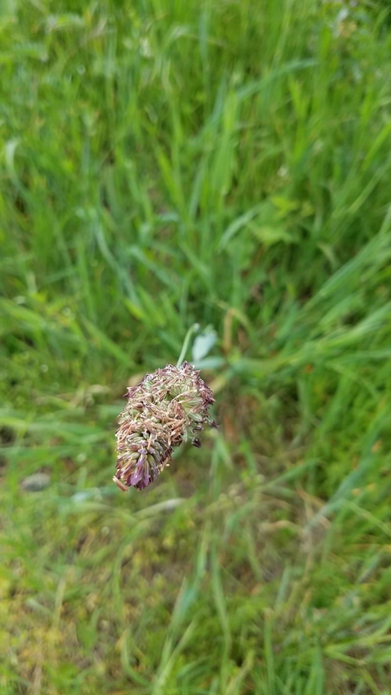 California Canarygrass photo 7