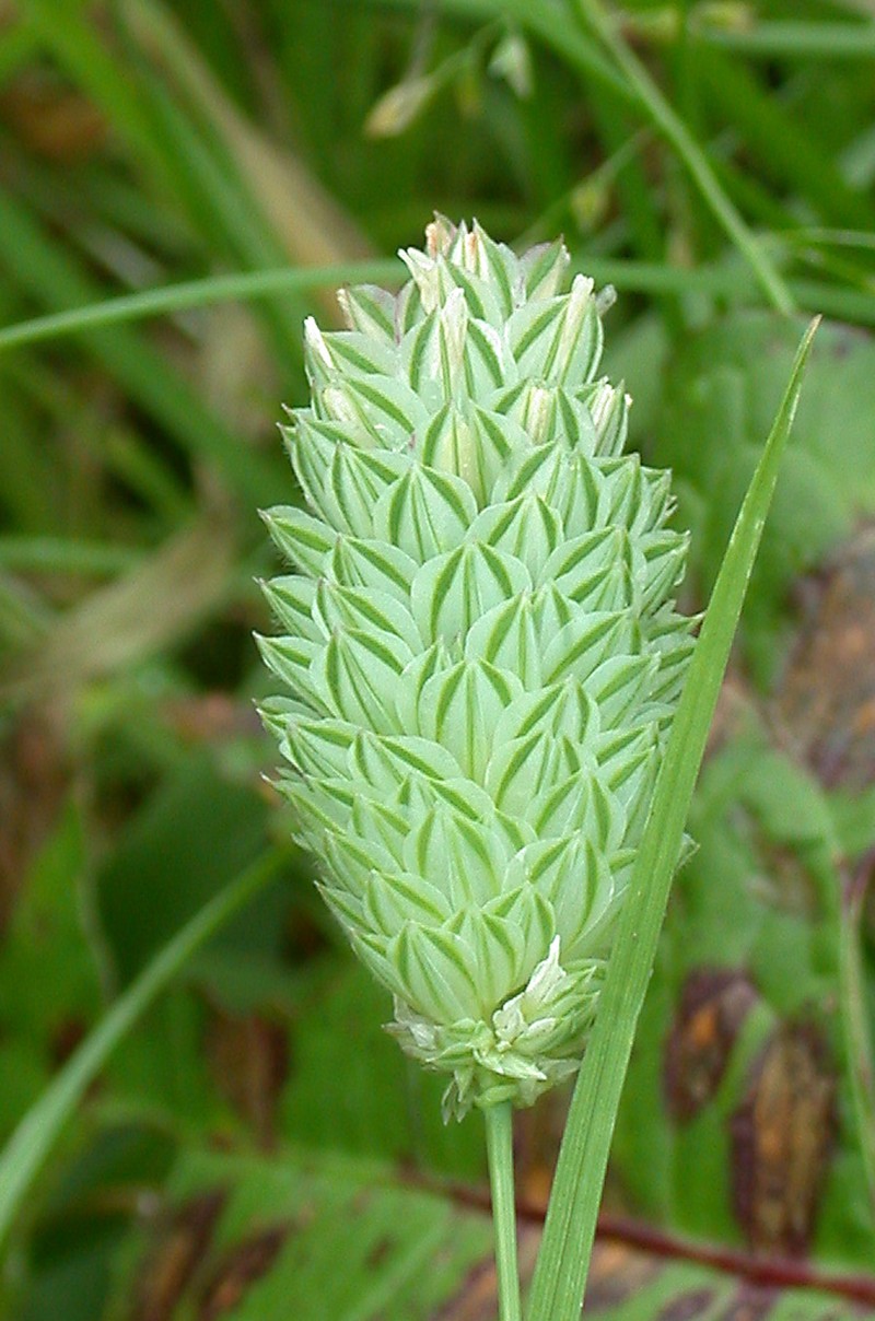 Annual Canarygrass photo 5
