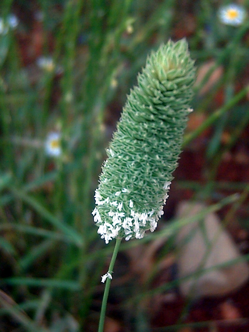 Annual Canarygrass photo 3
