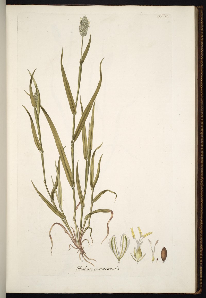 Annual Canarygrass photo 7