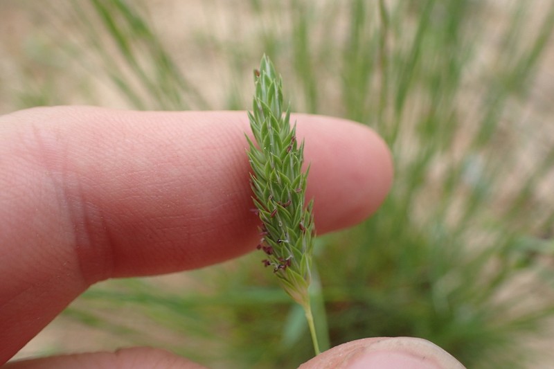 Carolina Canarygrass photo 2